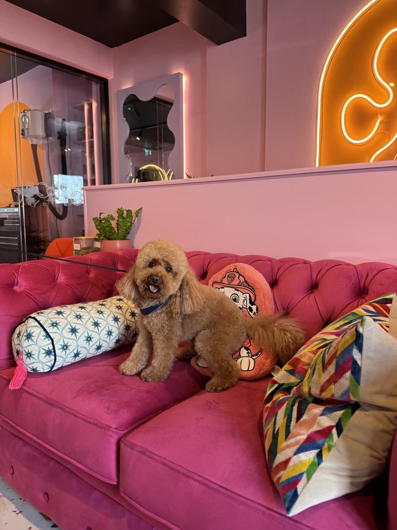 Two apricot cockapoos sitting on the pink velvet chesterfield under the neon paw sign