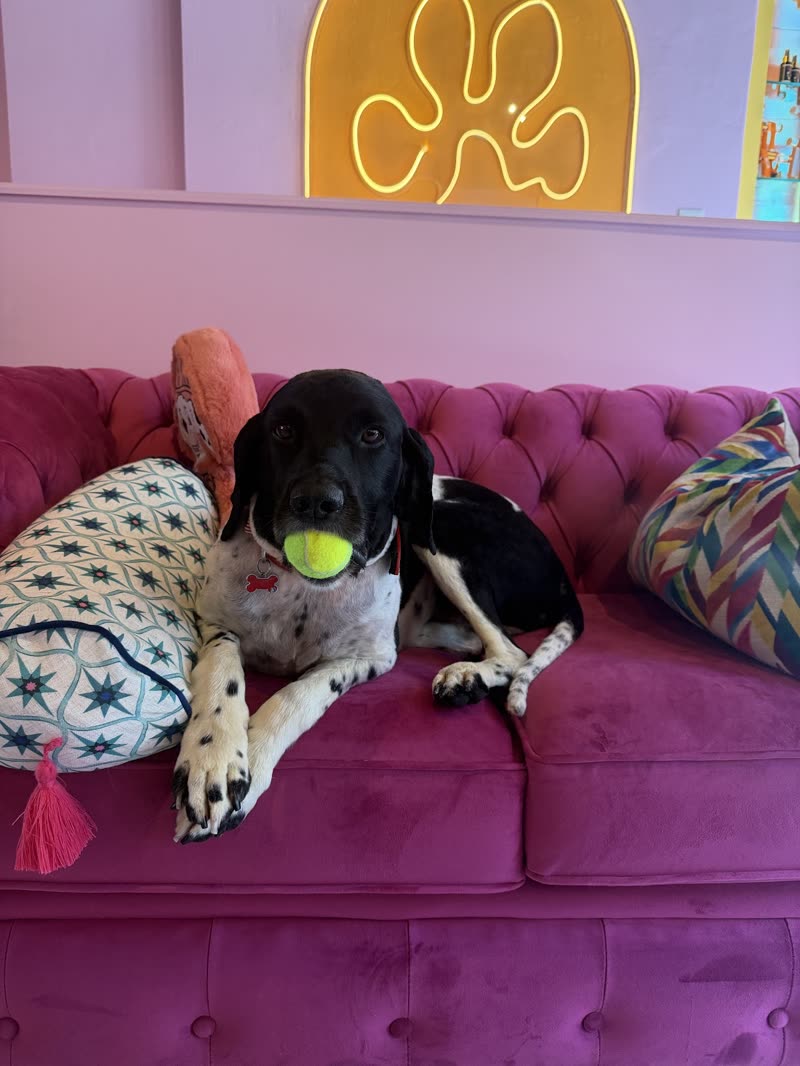 A black and white spaniel-type dog lying on the pink velvet sofa with a tennis ball