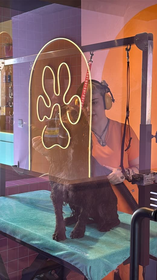 A large dark curly-coated dog standing on the grooming table mid-appointment