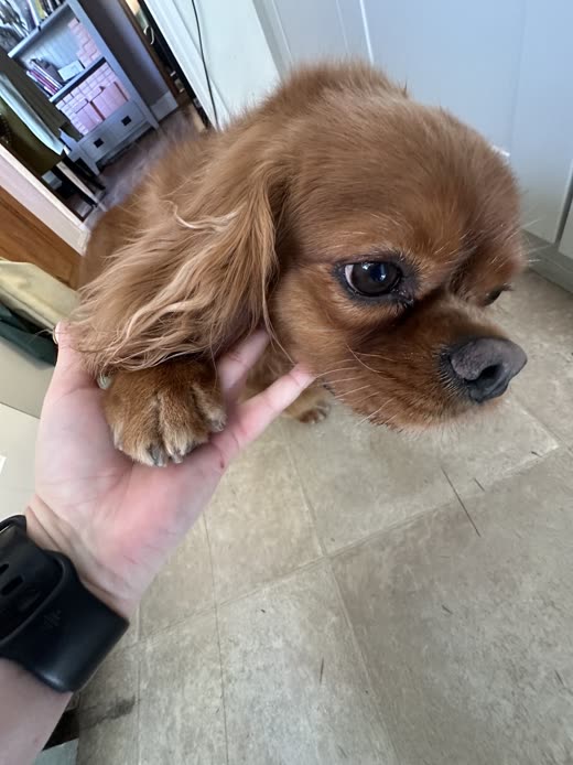 A hand gently holding the chin of a ruby Cavalier King Charles spaniel puppy after a face trim