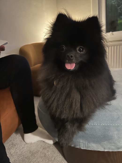 A fluffed-out black Pomeranian sitting up after a blow-dry