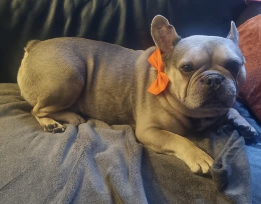 A blue French bulldog in an orange bandana resting after grooming