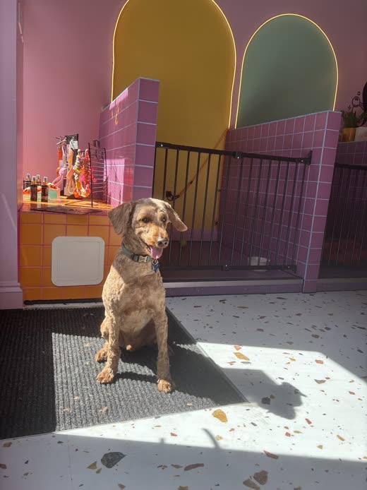 A freshly groomed merle cockapoo sitting in a sunbeam in the salon